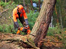 Best Tree Health Inspection  in Lakeland, MN