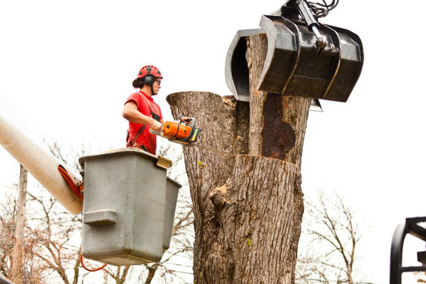 Best Hazardous Tree Removal  in Lakeland, MN